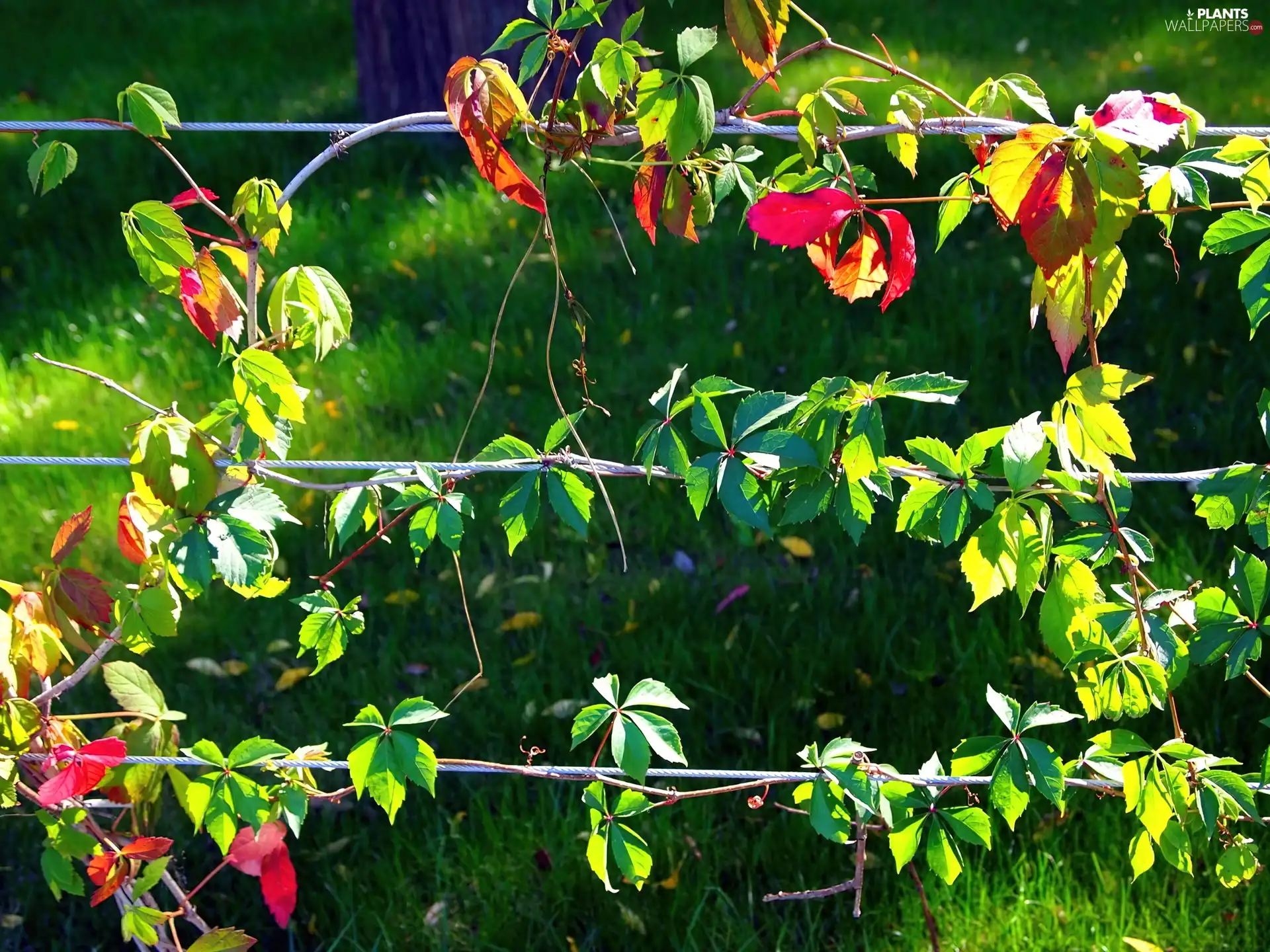 Wine, Leaf, wild