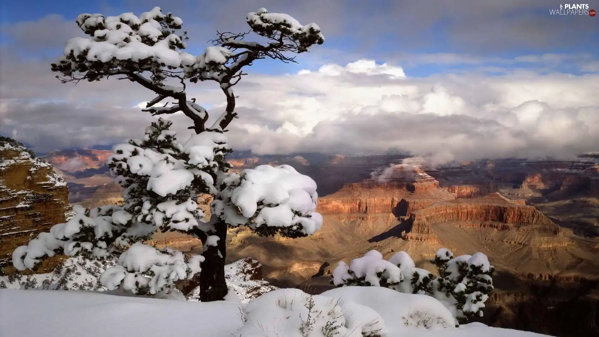 canyon, snow, winter, trees