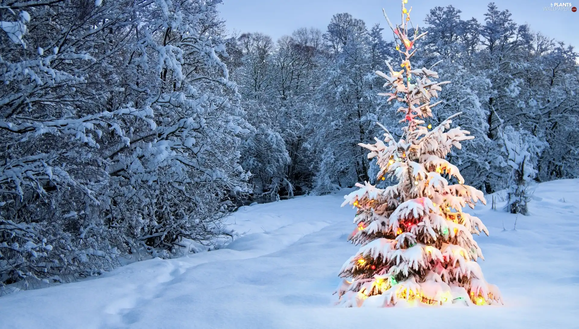 Spruces, christmas tree, winter, decorated