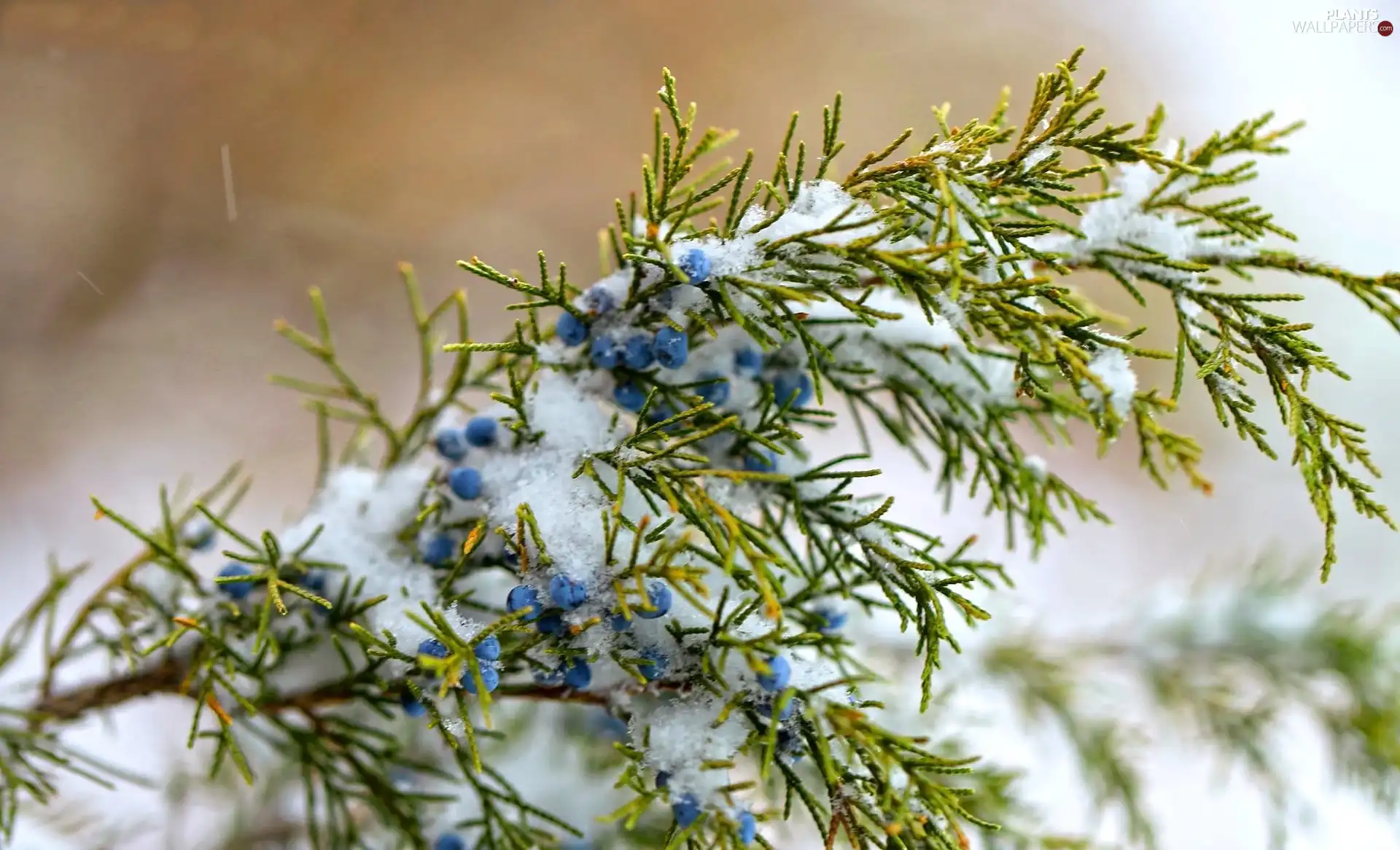 trees, winter