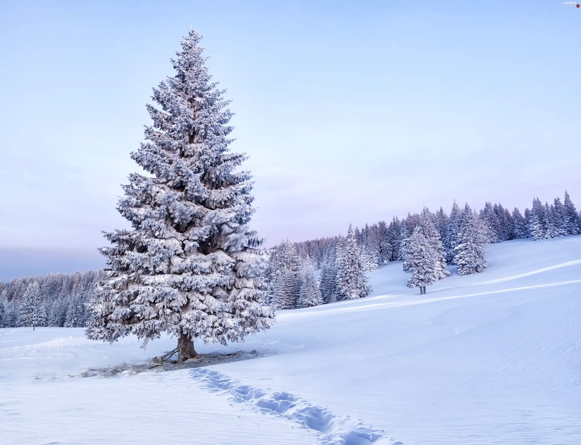 trees, forest, winter, viewes