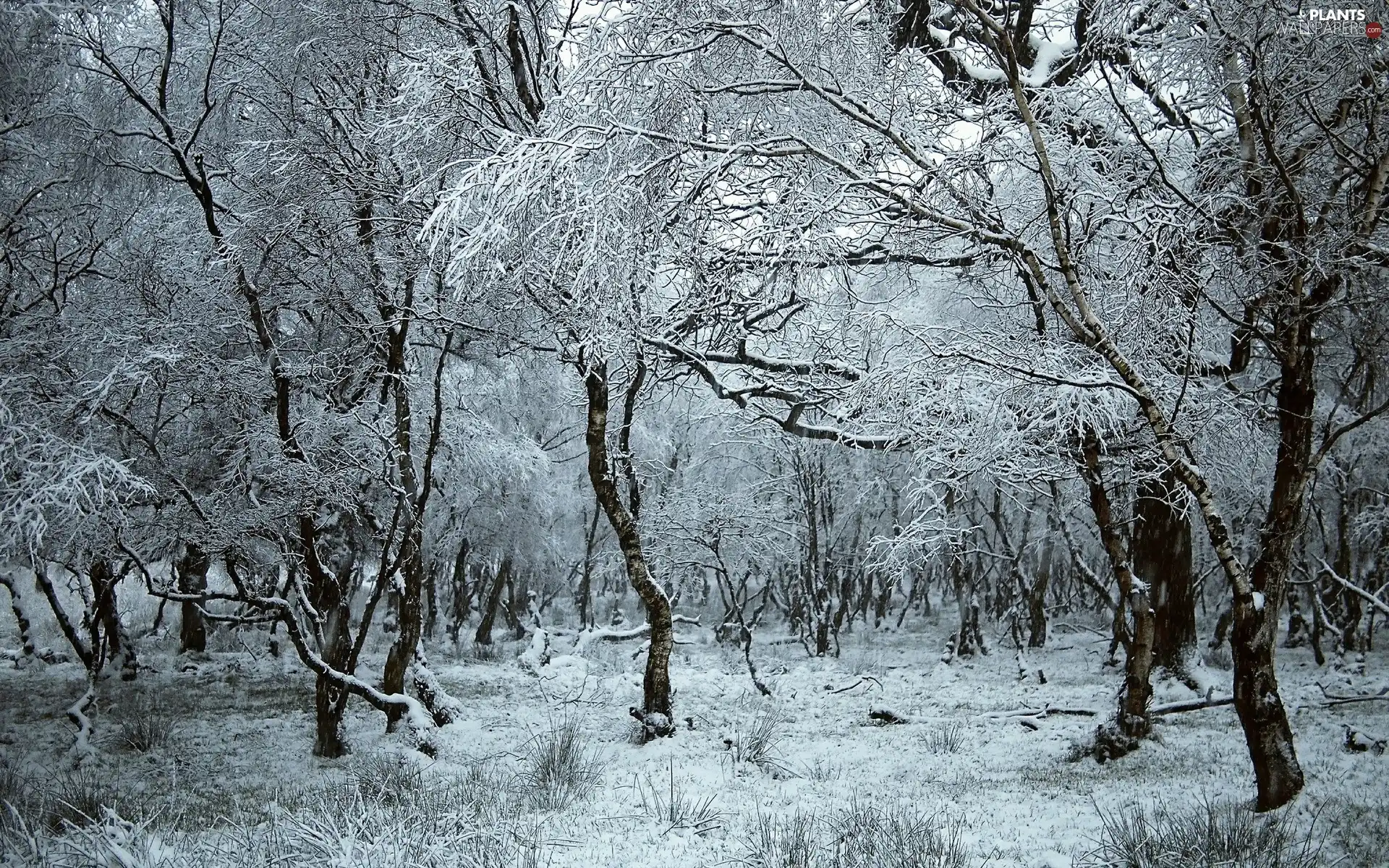 trees, forest, winter, viewes