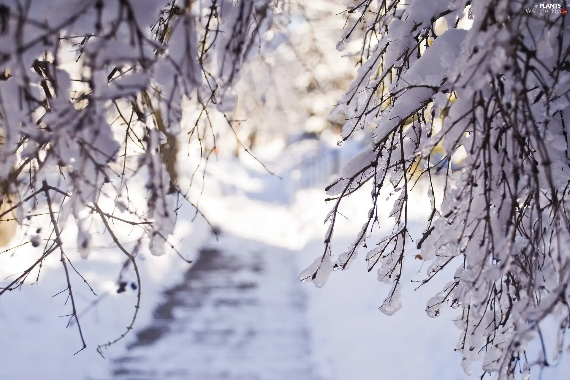 trees, branch pics, winter, viewes