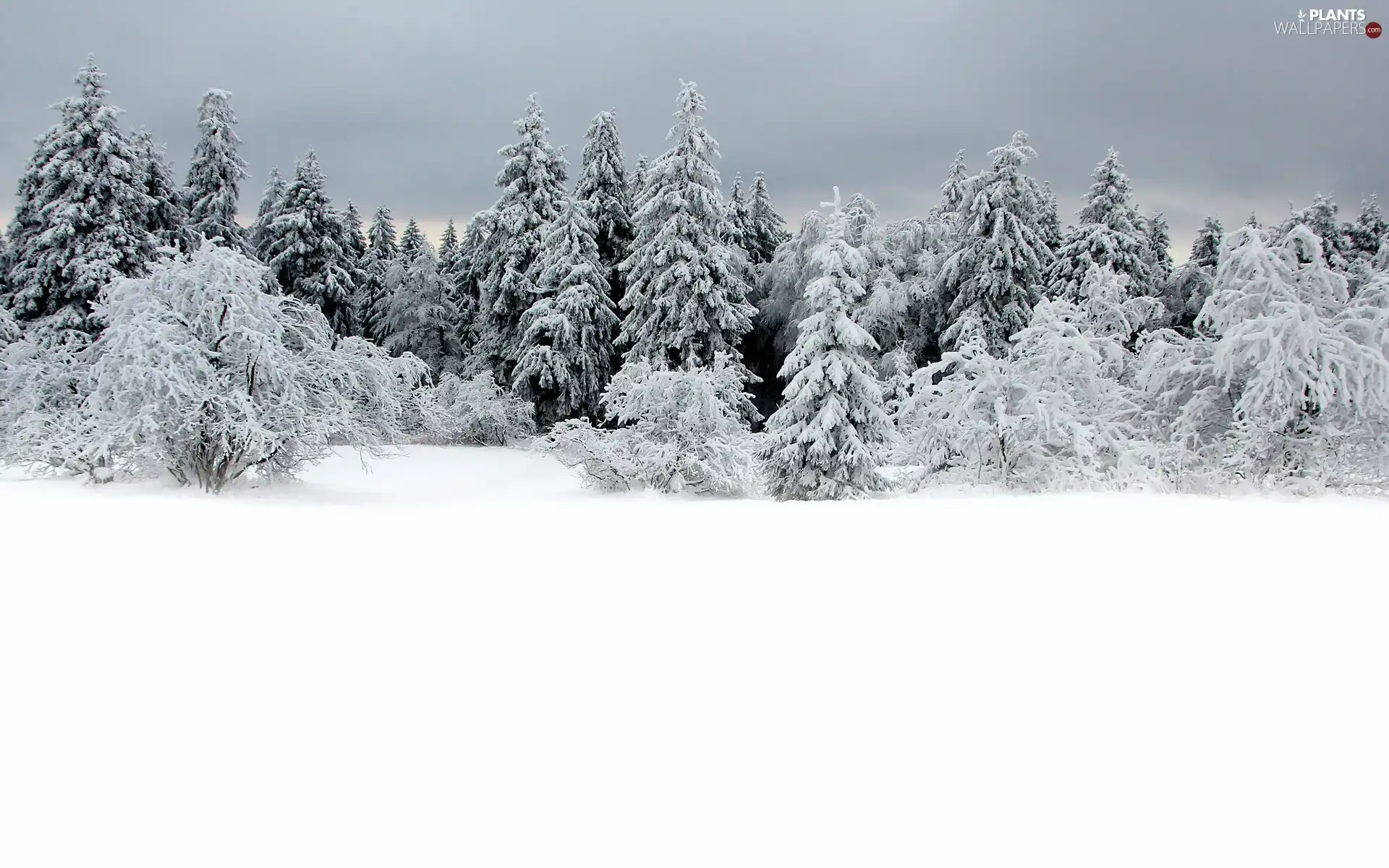 trees, snow, winter, viewes