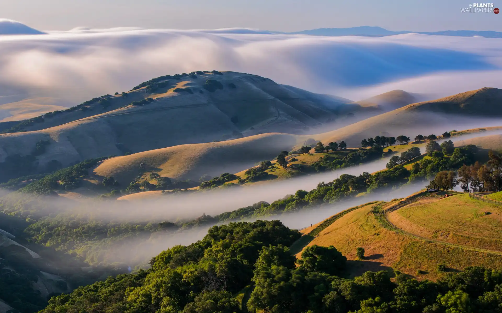 trees, viewes, Fog, woods, The Hills